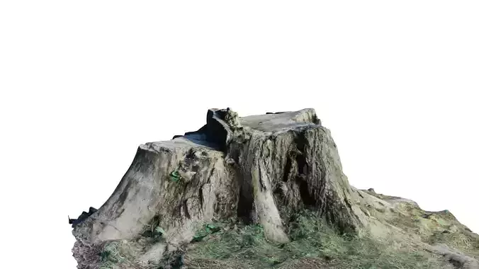 cut tree trunk 3dscan 