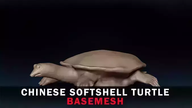 Chinese Softshell Turtle Base Mesh 3D model