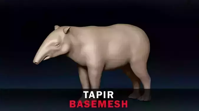 Tapir Base Mesh 3D model