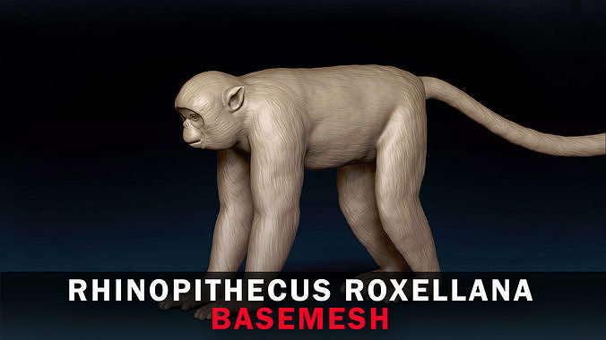 Rhinopithecus Roxellana Base Mesh 3D model