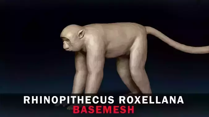 Rhinopithecus Roxellana Base Mesh 3D model