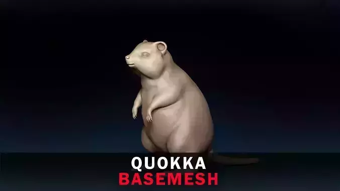 Quokka Base Mesh 3D model