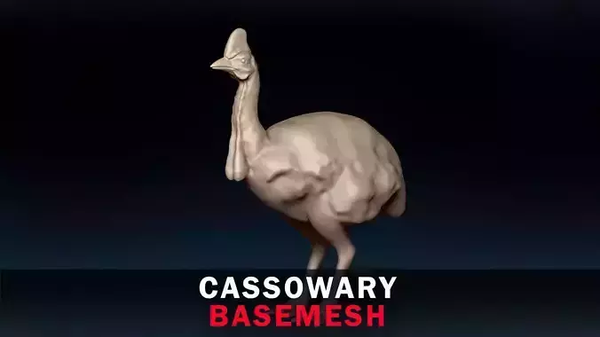Cassowary Base Mesh 3D model