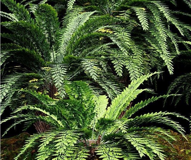 11 Dieffrent bush Models in One Pak 007 3D model 3D model_41