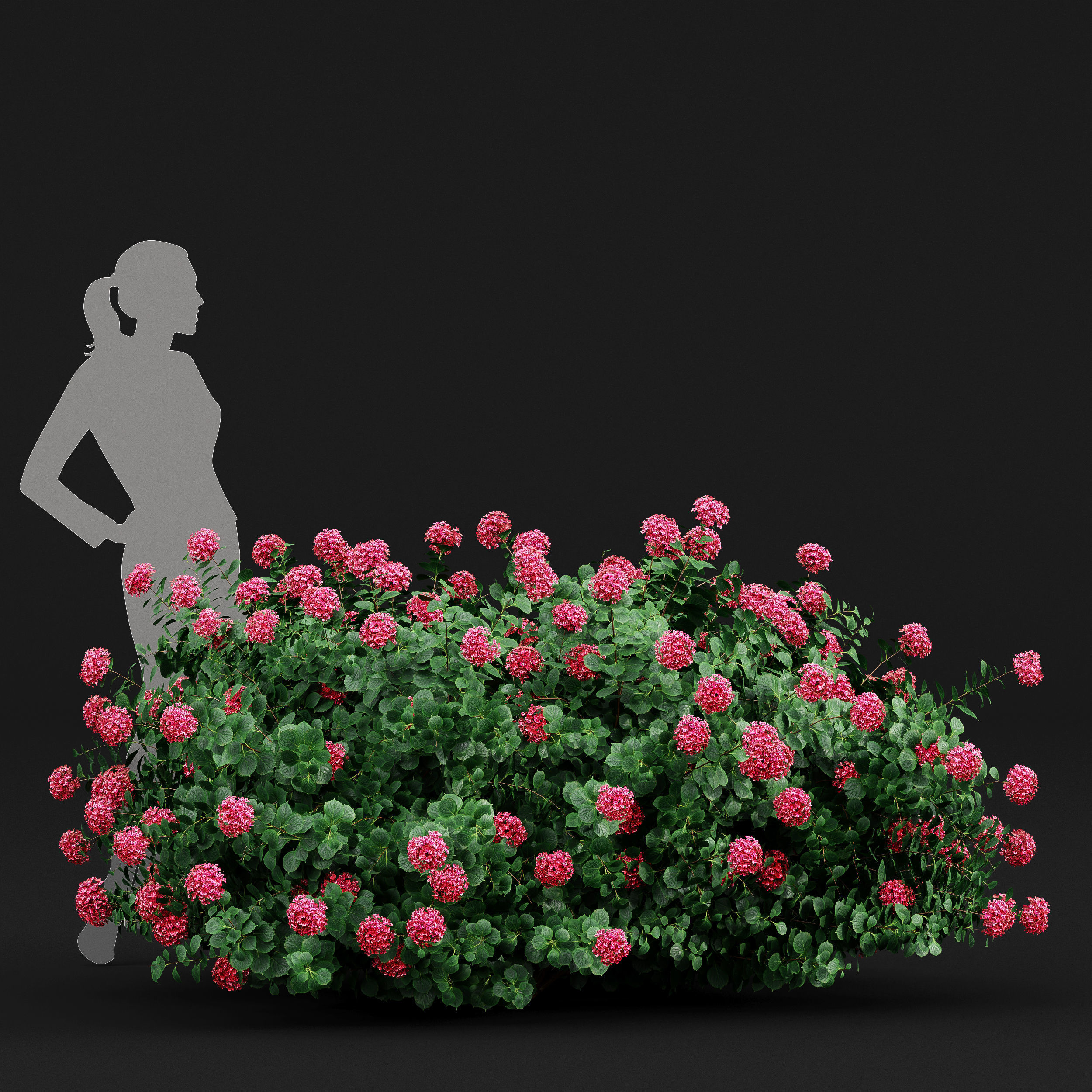 11 Dieffrent bush Models in One Pak 007 3D model 3D model_29