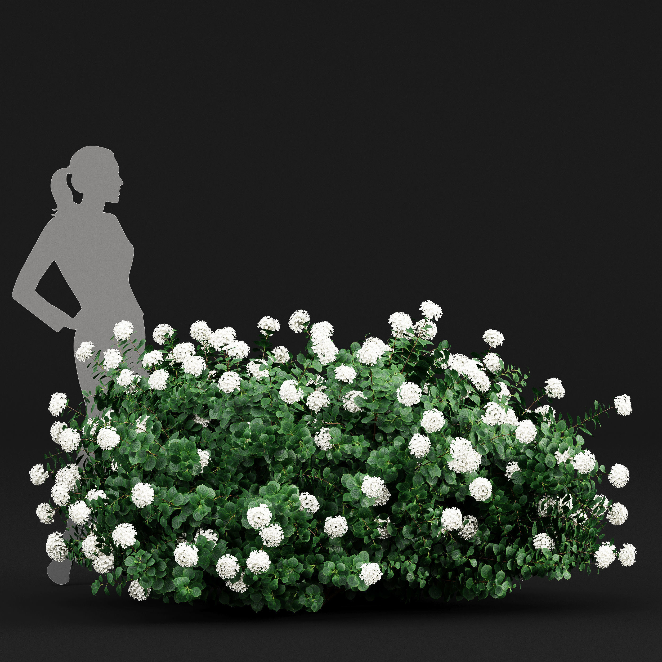 11 Dieffrent bush Models in One Pak 007 3D model 3D model_21