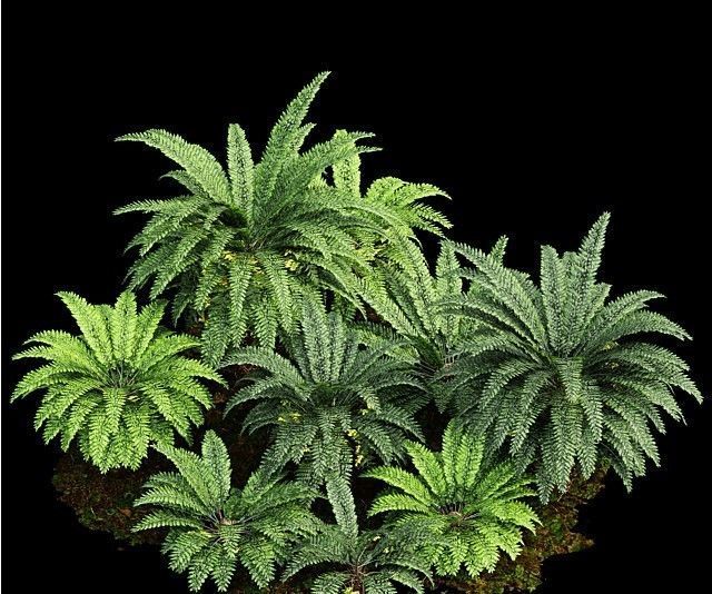 11 Dieffrent bush Models in One Pak 007 3D model 3D model_42