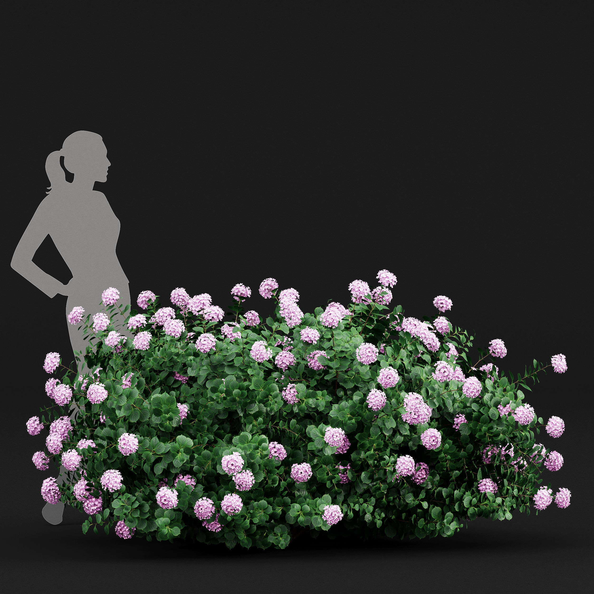 11 Dieffrent bush Models in One Pak 007 3D model 3D model_22