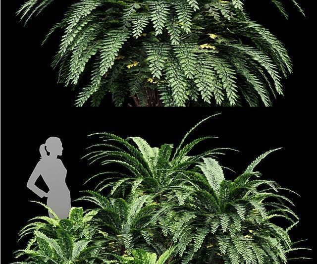 11 Dieffrent bush Models in One Pak 007 3D model 3D model_9