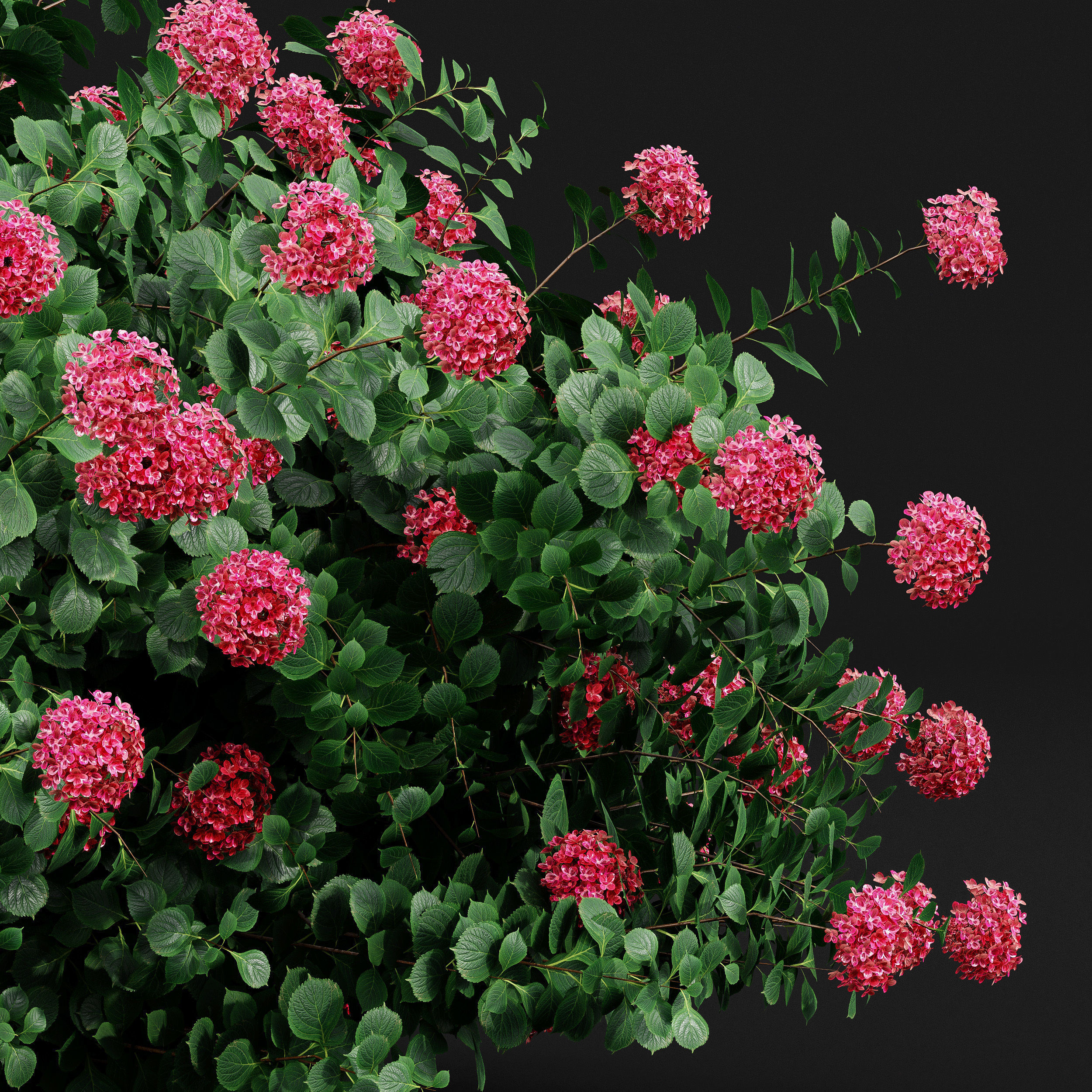 11 Dieffrent bush Models in One Pak 007 3D model 3D model_26