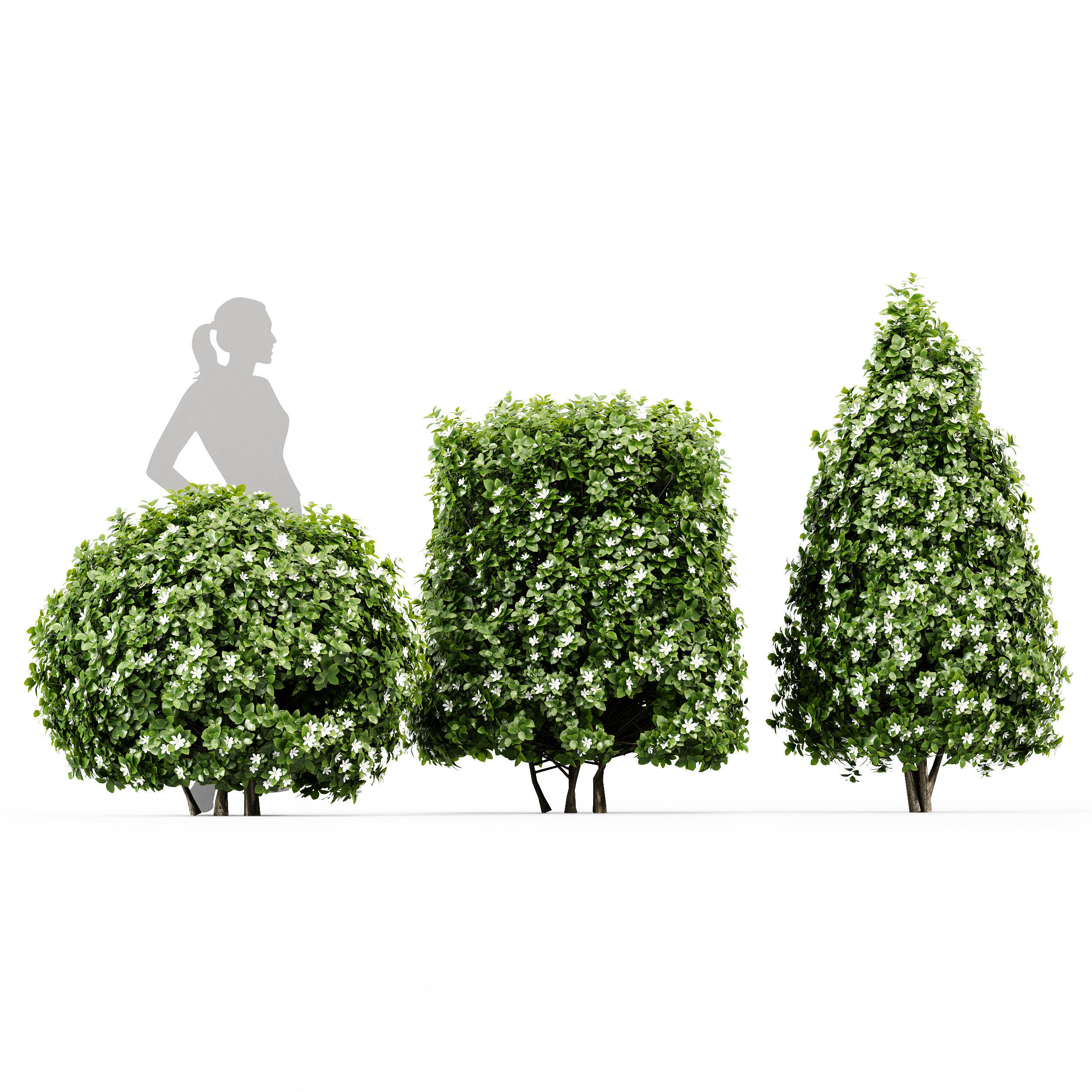 11 Dieffrent bush Models in One Pak 007 3D model 3D model_13