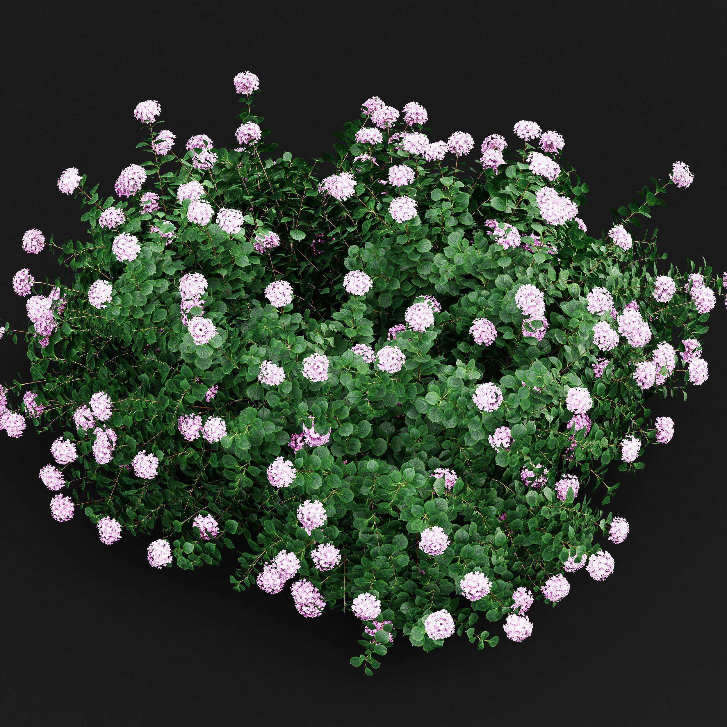 11 Dieffrent bush Models in One Pak 007 3D model 3D model_20