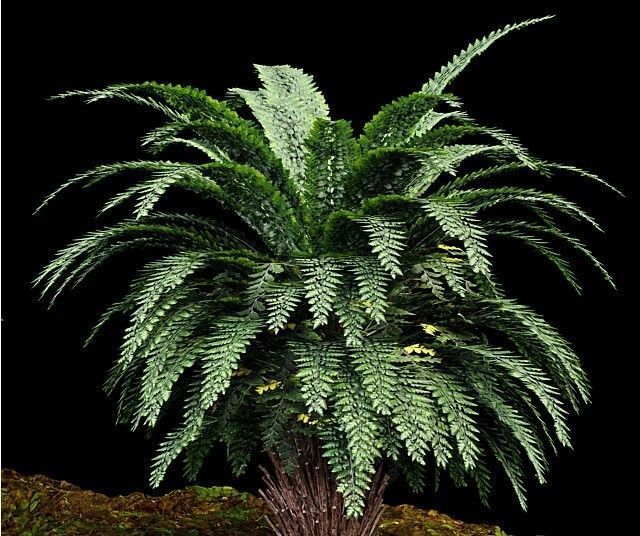 11 Dieffrent bush Models in One Pak 007 3D model 3D model_43