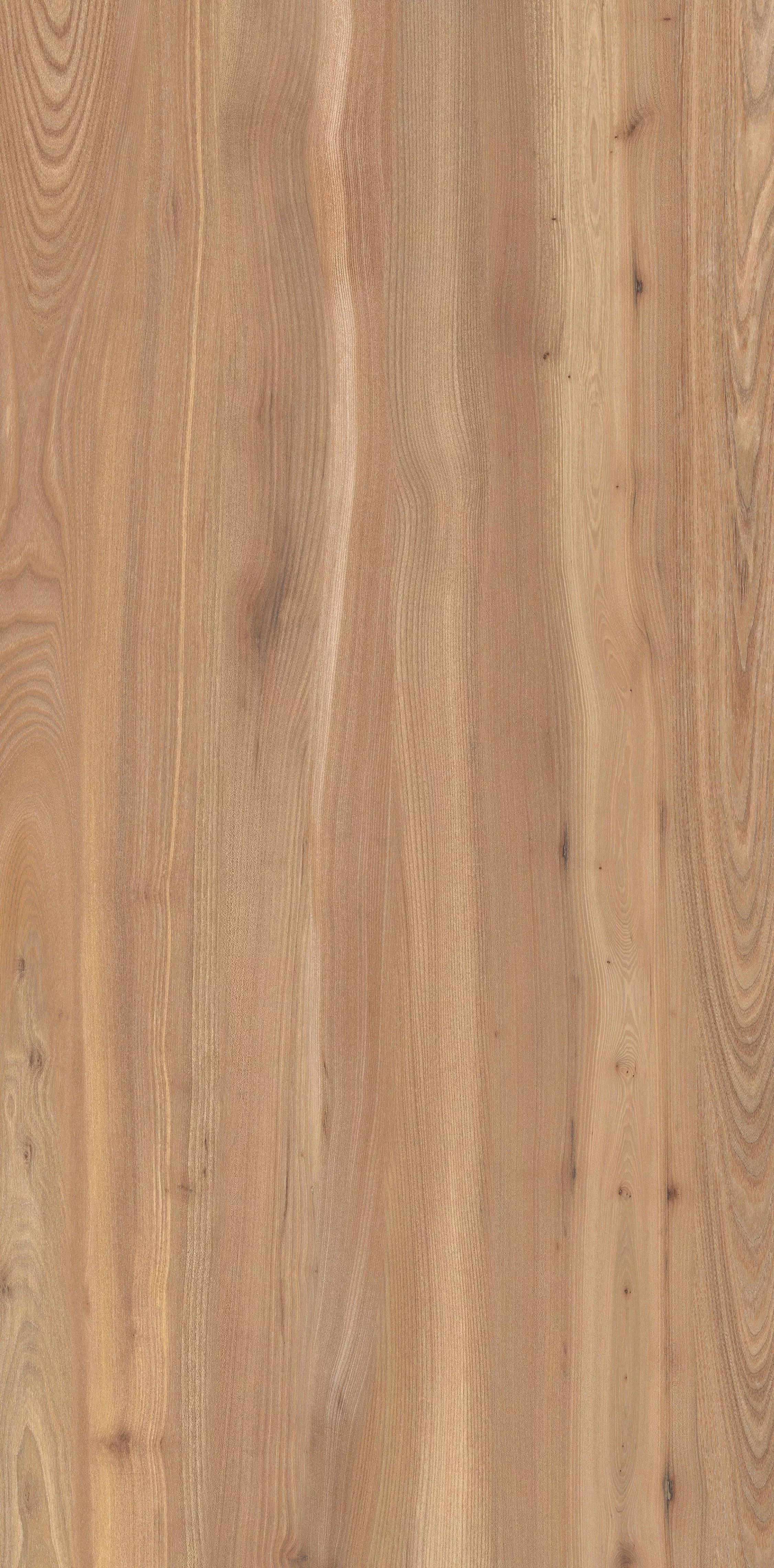 Madera de arbol Free 3D model