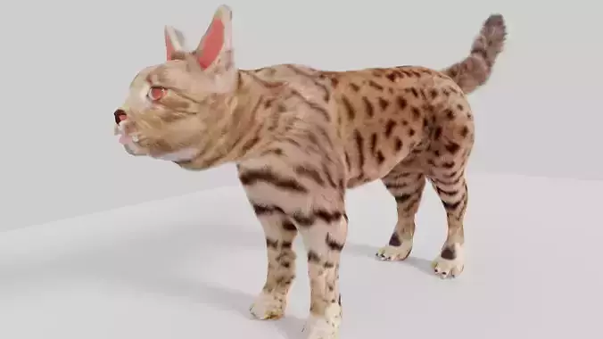 cat 3d senegal 3D model