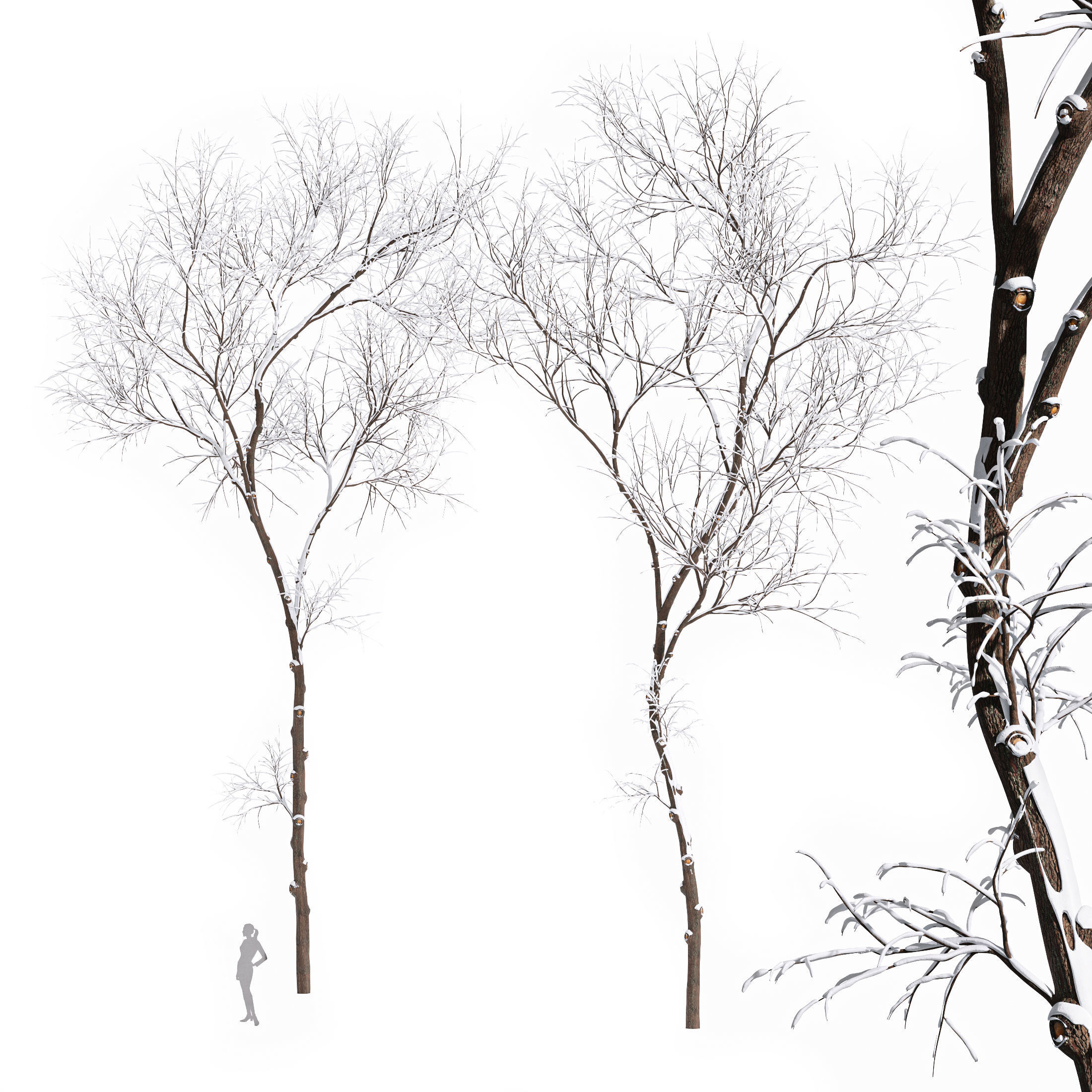 Real Tree Ulmus changii Winter 3D model_4