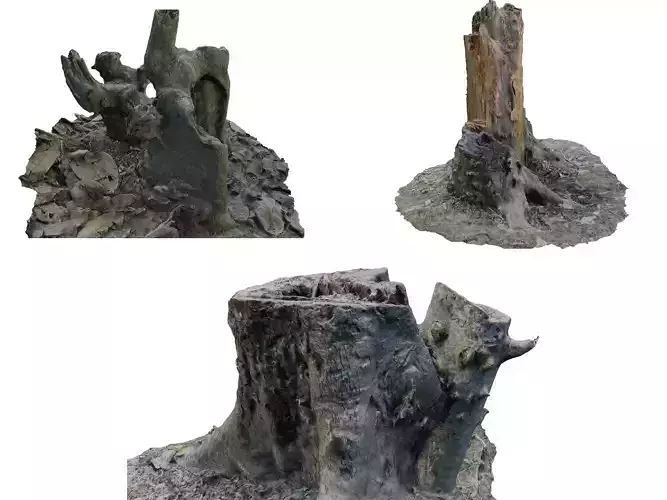 3 cut tree trunk 3dscan