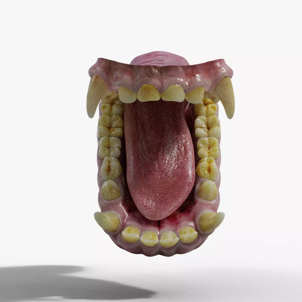 Gorilla Oral Cavity VFX Grace 3D model_0
