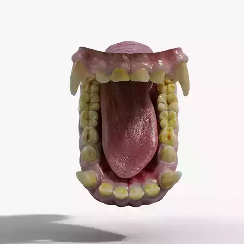 Gorilla Oral Cavity VFX Grace 3D model