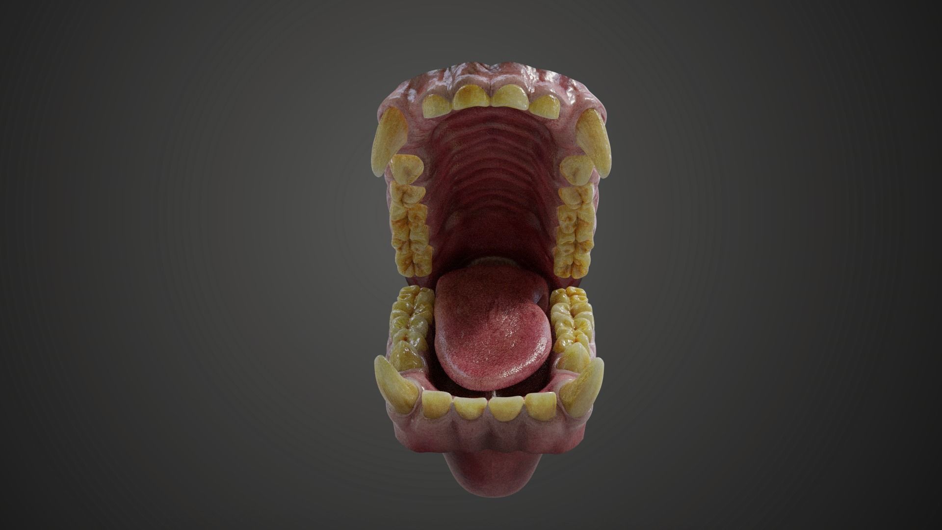 Gorilla Oral Cavity VFX Grace 3D model_2