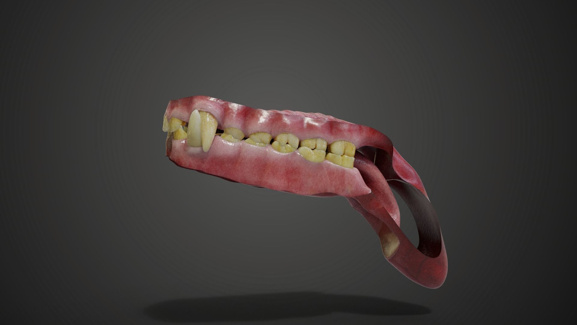Gorilla Oral Cavity VFX Grace 3D model_6