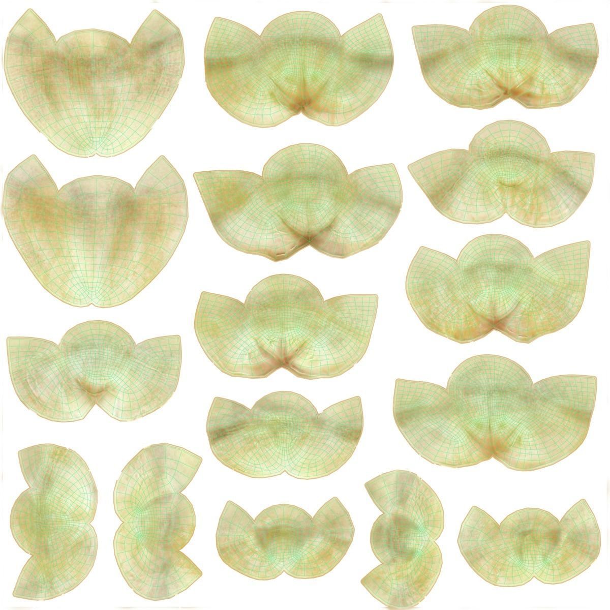 Gorilla Oral Cavity VFX Grace 3D model_14