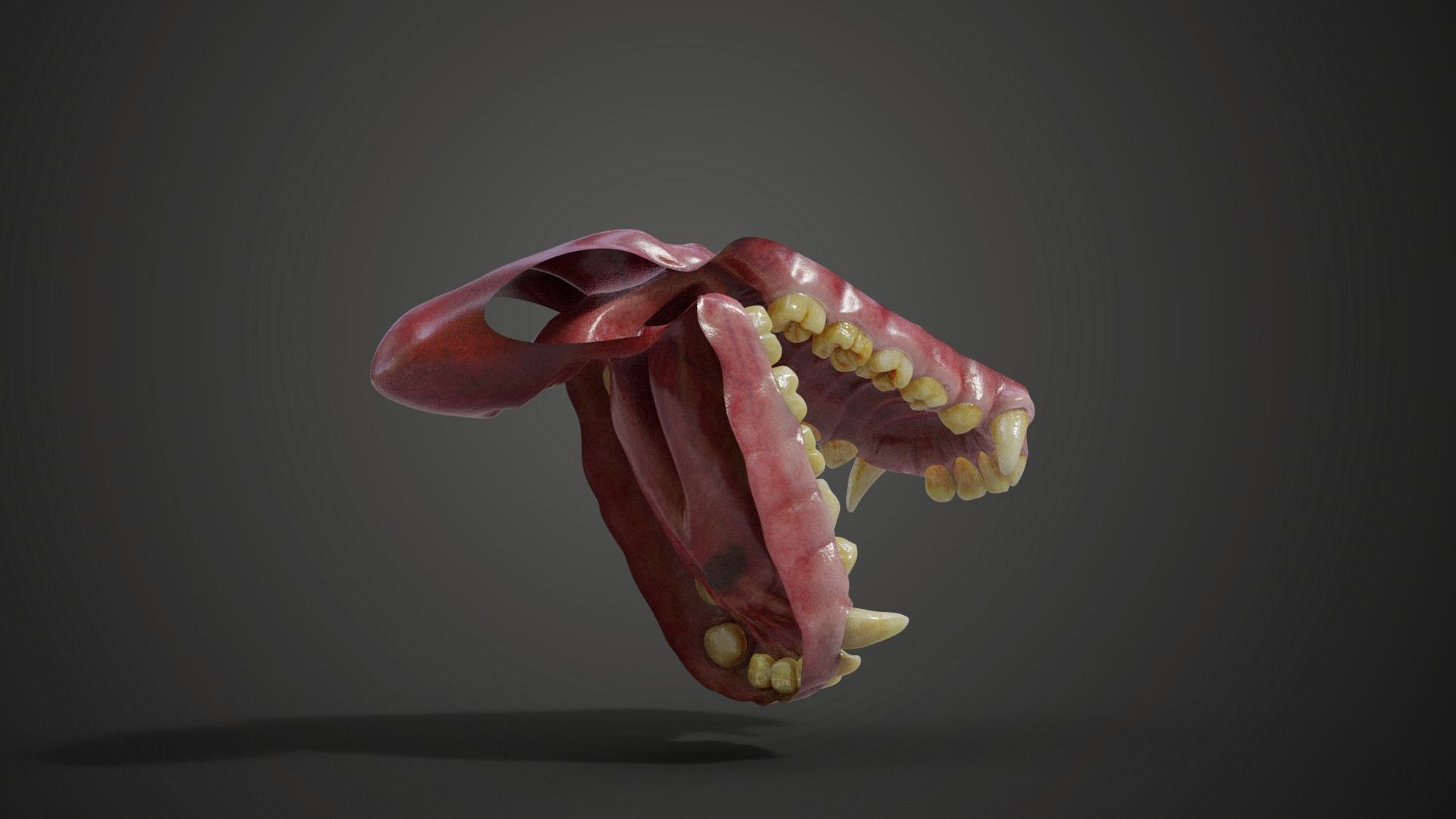 Gorilla Oral Cavity VFX Grace 3D model_5