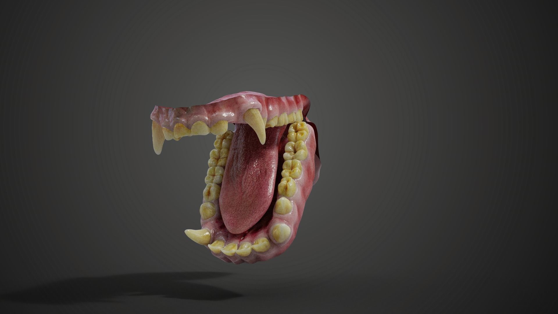 Gorilla Oral Cavity VFX Grace 3D model_3