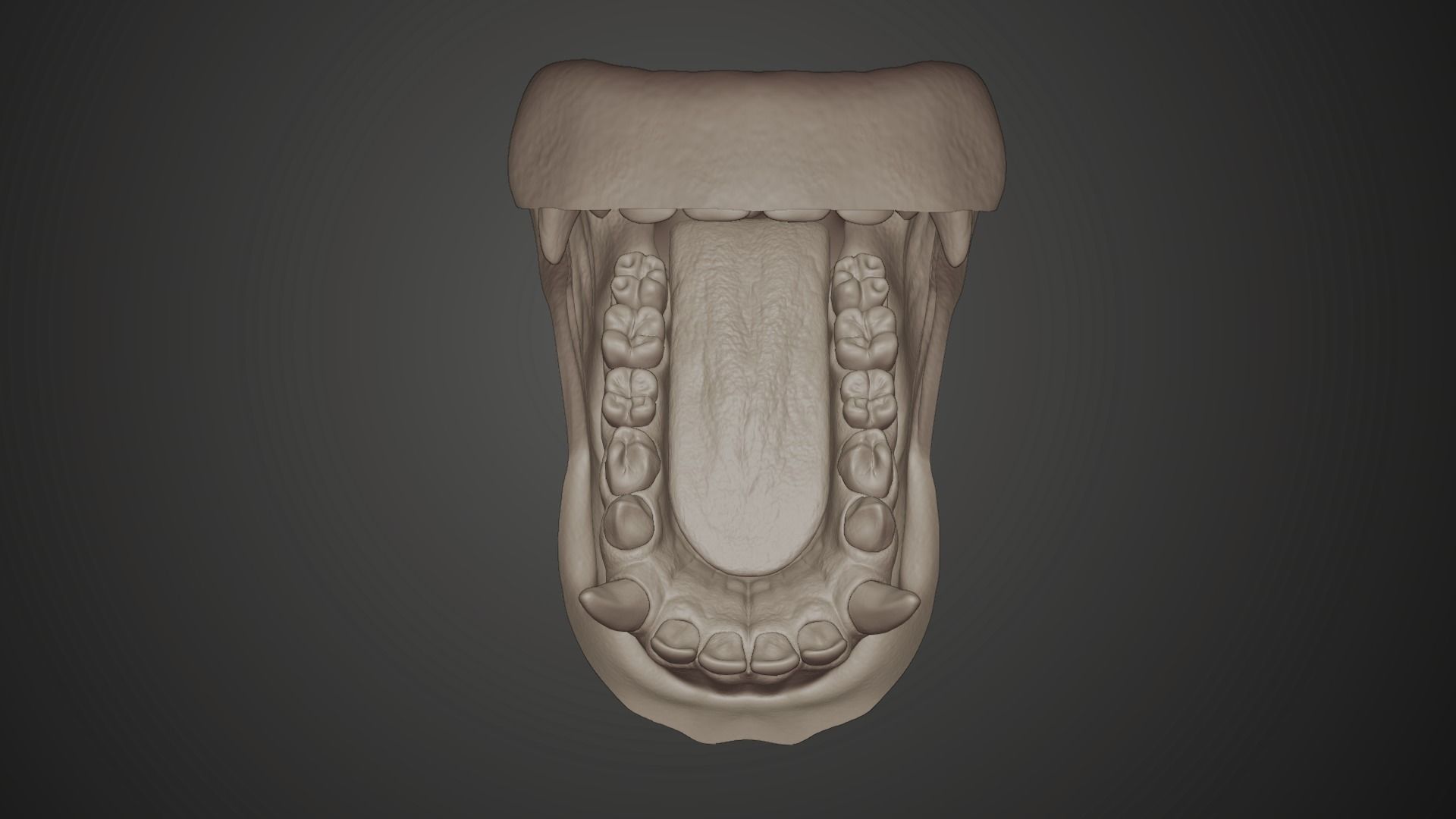Gorilla Oral Cavity VFX Grace 3D model_8