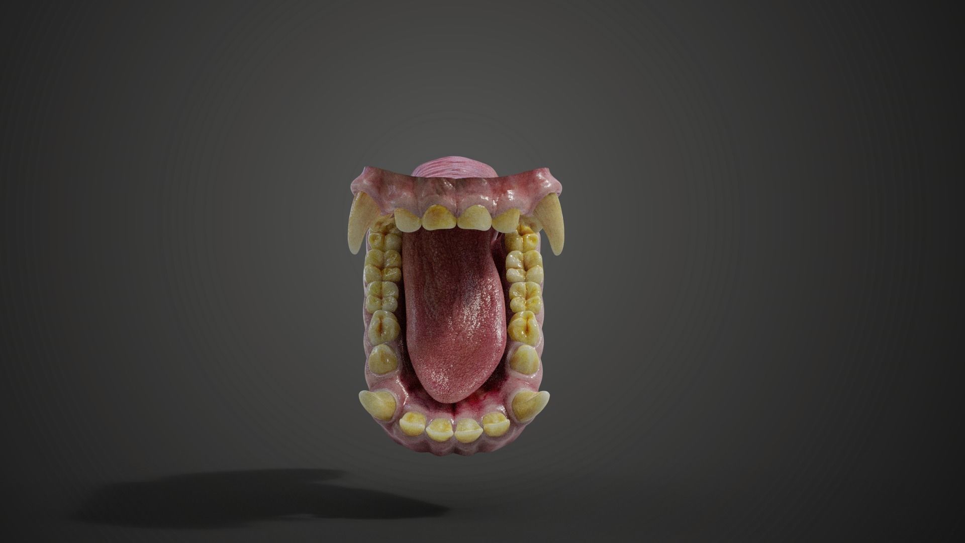 Gorilla Oral Cavity VFX Grace 3D model_7