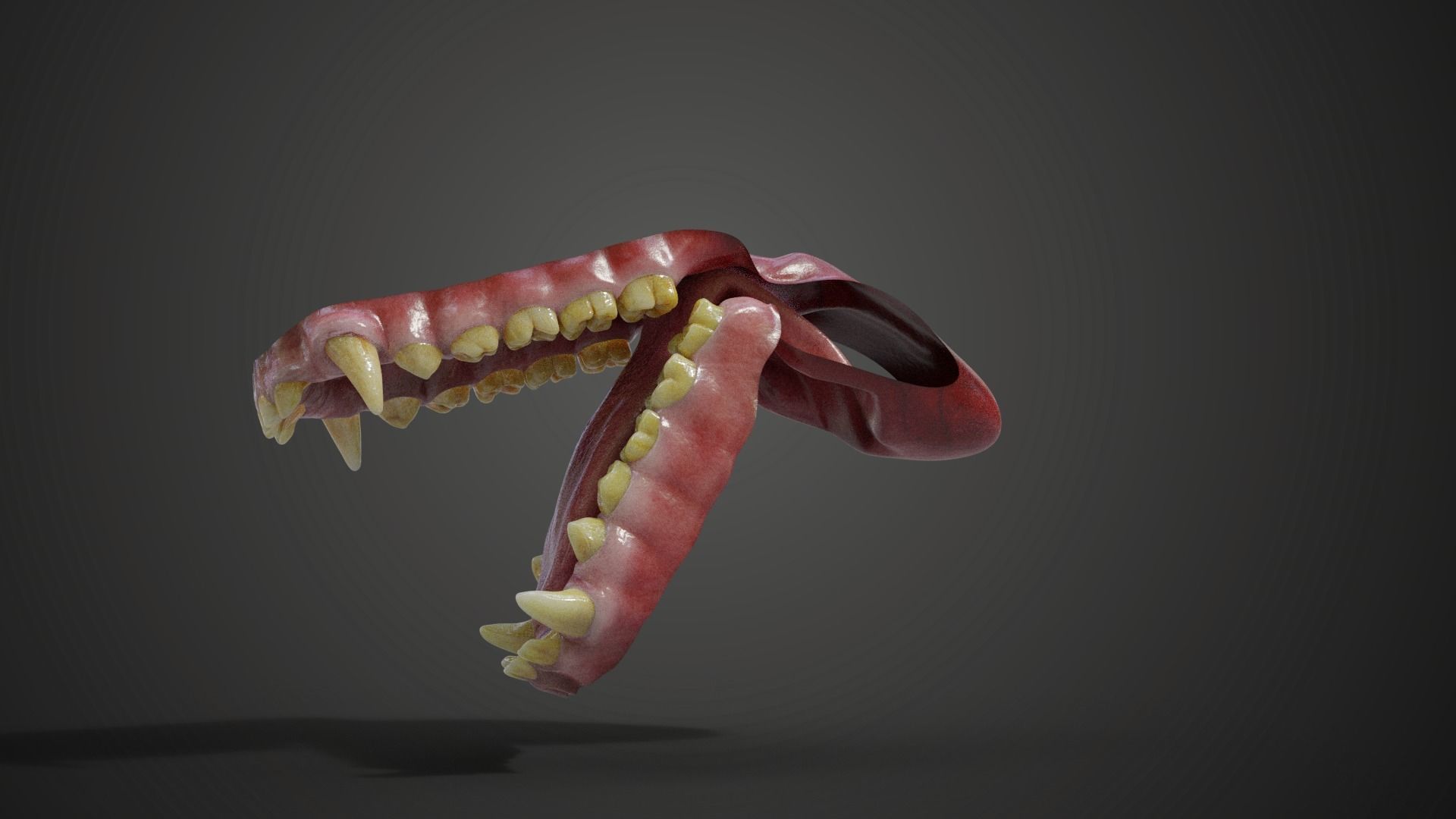 Gorilla Oral Cavity VFX Grace 3D model_4