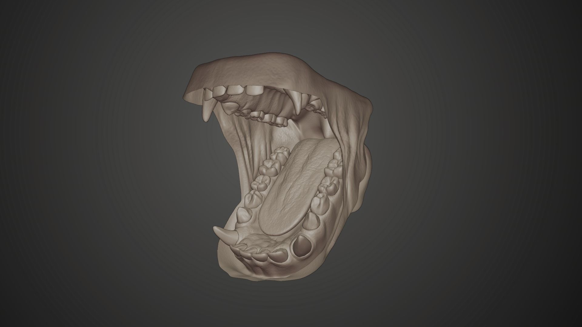 Gorilla Oral Cavity VFX Grace 3D model_10