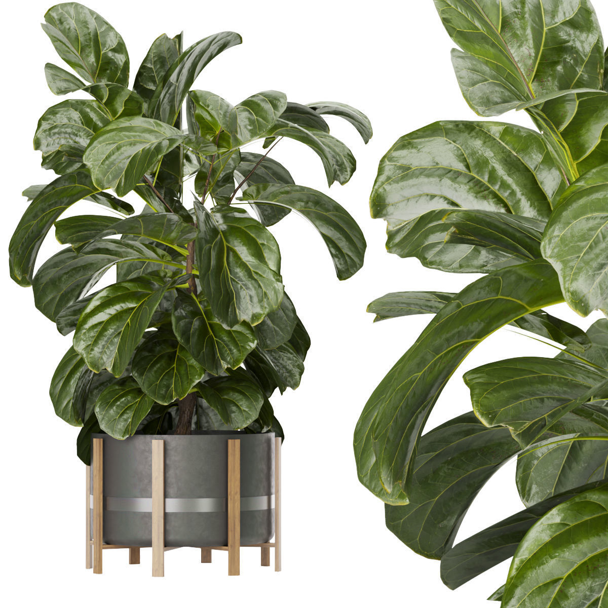 Collection plant vol 270 - fiddle - indoor - leaf - fig 3D model_5