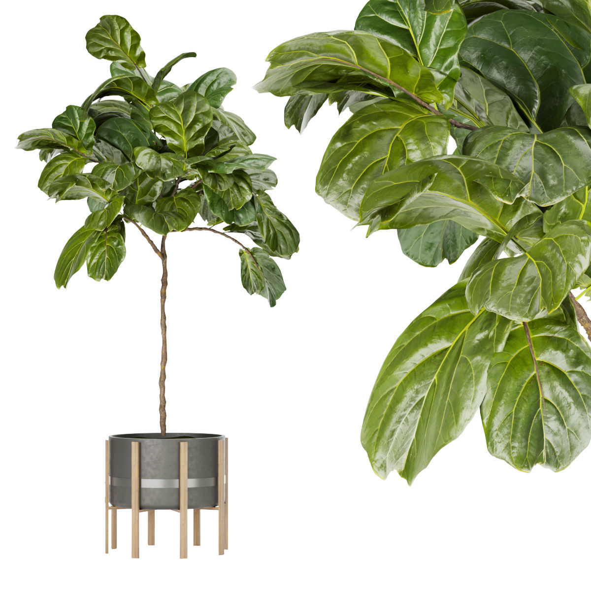 Collection plant vol 270 - fiddle - indoor - leaf - fig 3D model_3
