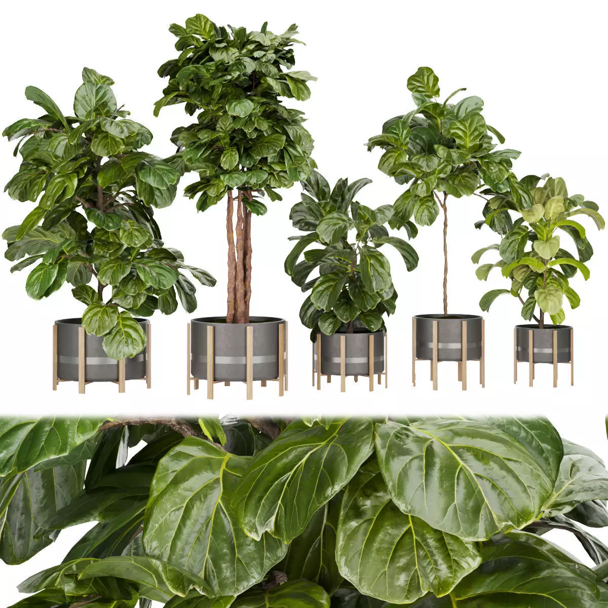 Collection plant vol 270 - fiddle - indoor - leaf - fig 3D model_0