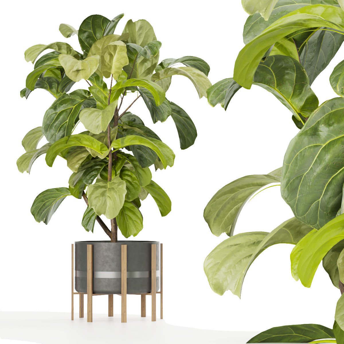 Collection plant vol 270 - fiddle - indoor - leaf - fig 3D model_4