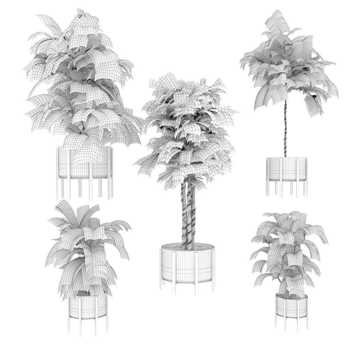 Collection plant vol 270 - fiddle - indoor - leaf - fig 3D model_6