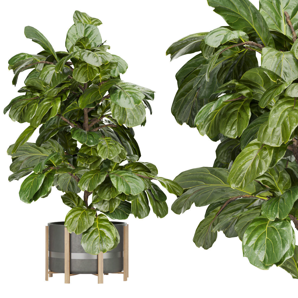 Collection plant vol 270 - fiddle - indoor - leaf - fig 3D model_2