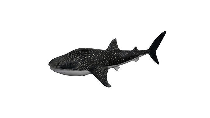whale shark Low-poly 3D model