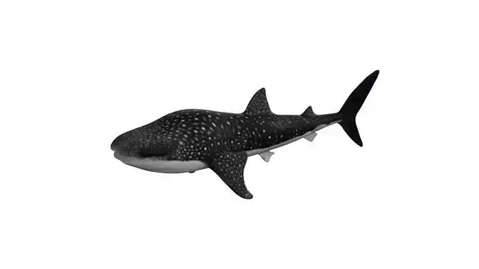 whale shark Low-poly 3D model
