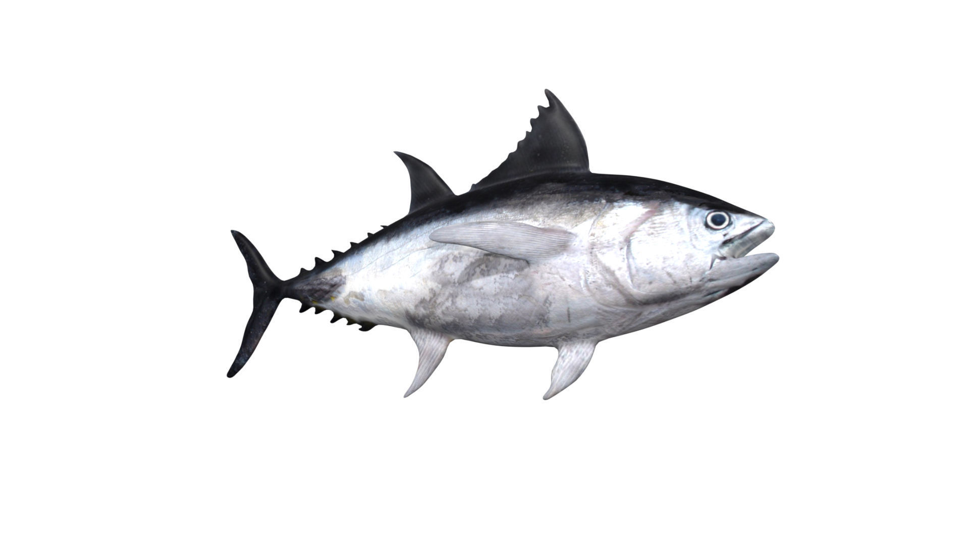 tuna fish Low-poly 3D model_4