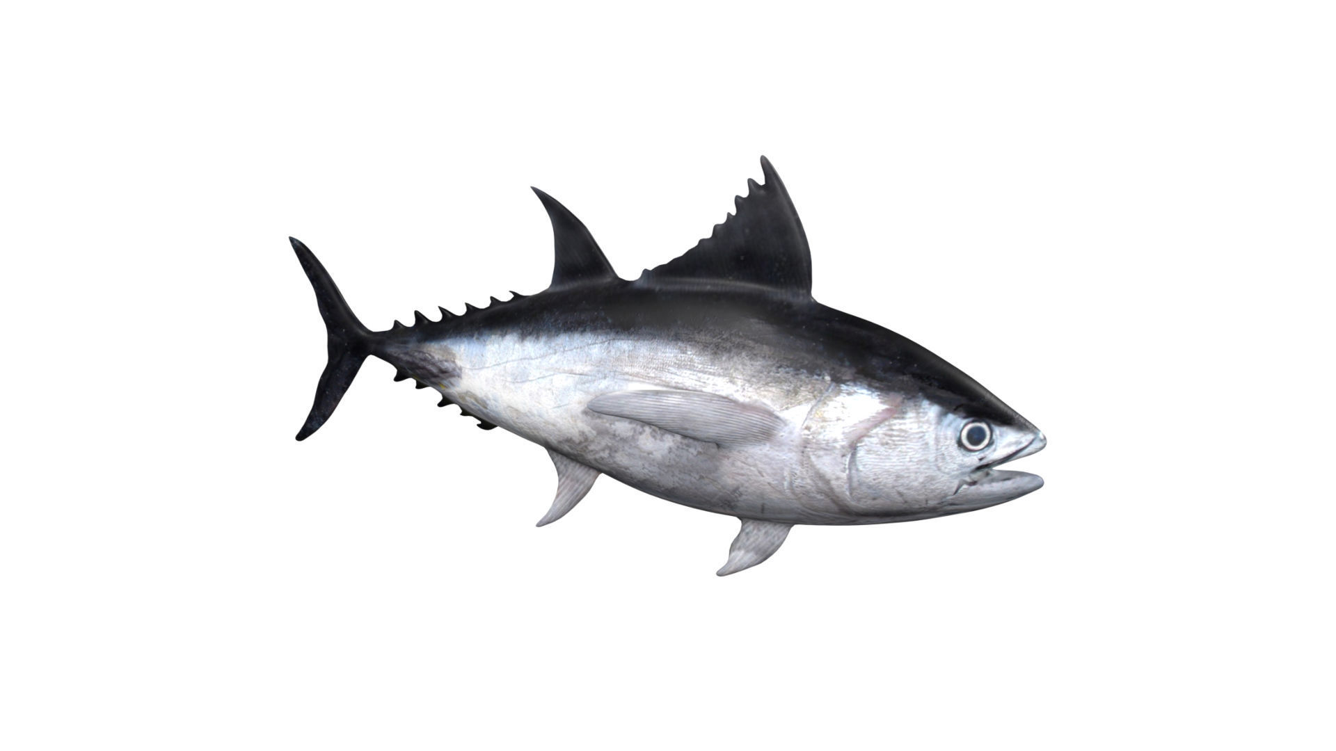 tuna fish Low-poly 3D model_2