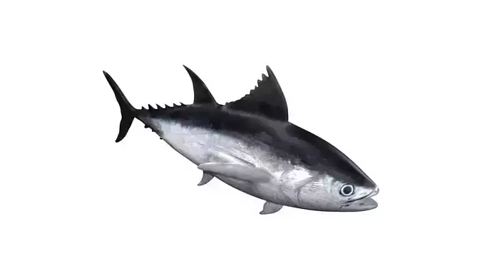 tuna fish Low-poly 3D model