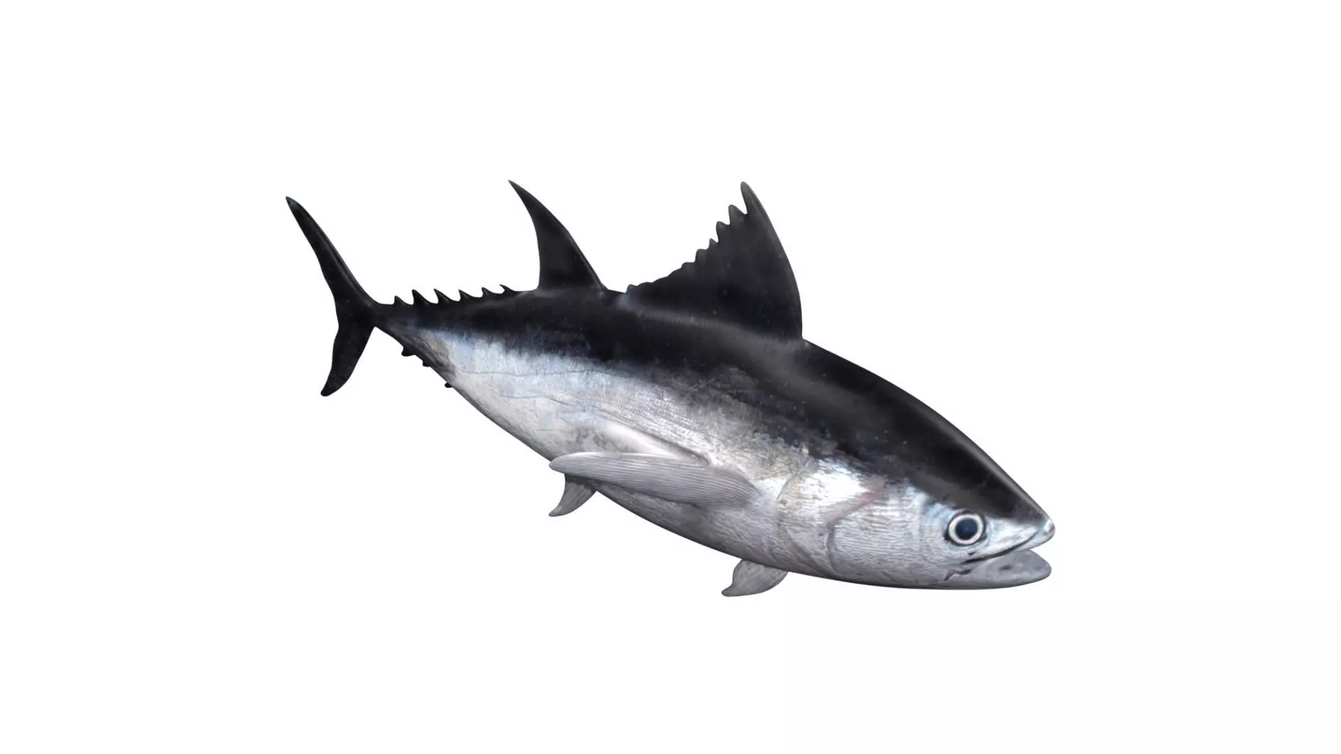 tuna fish Low-poly 3D model_0