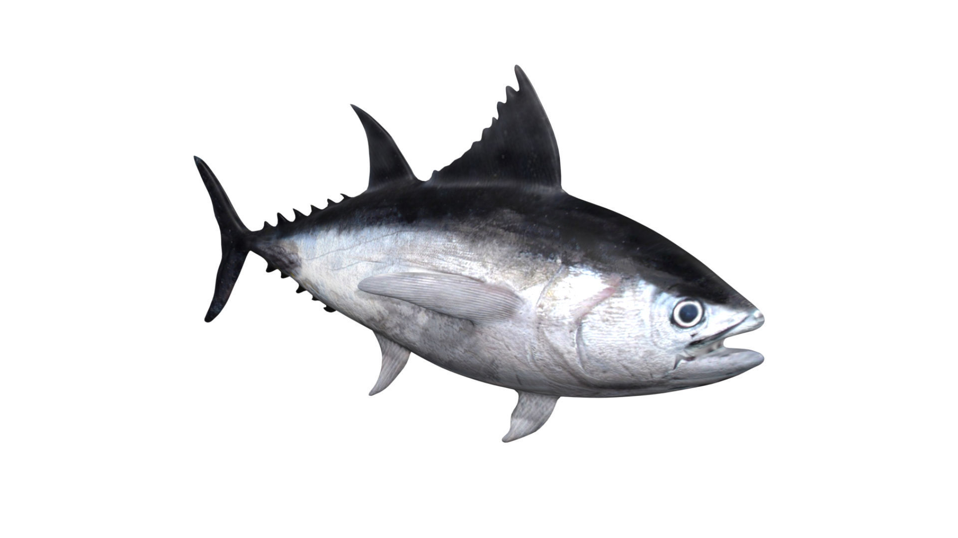 tuna fish Low-poly 3D model_1