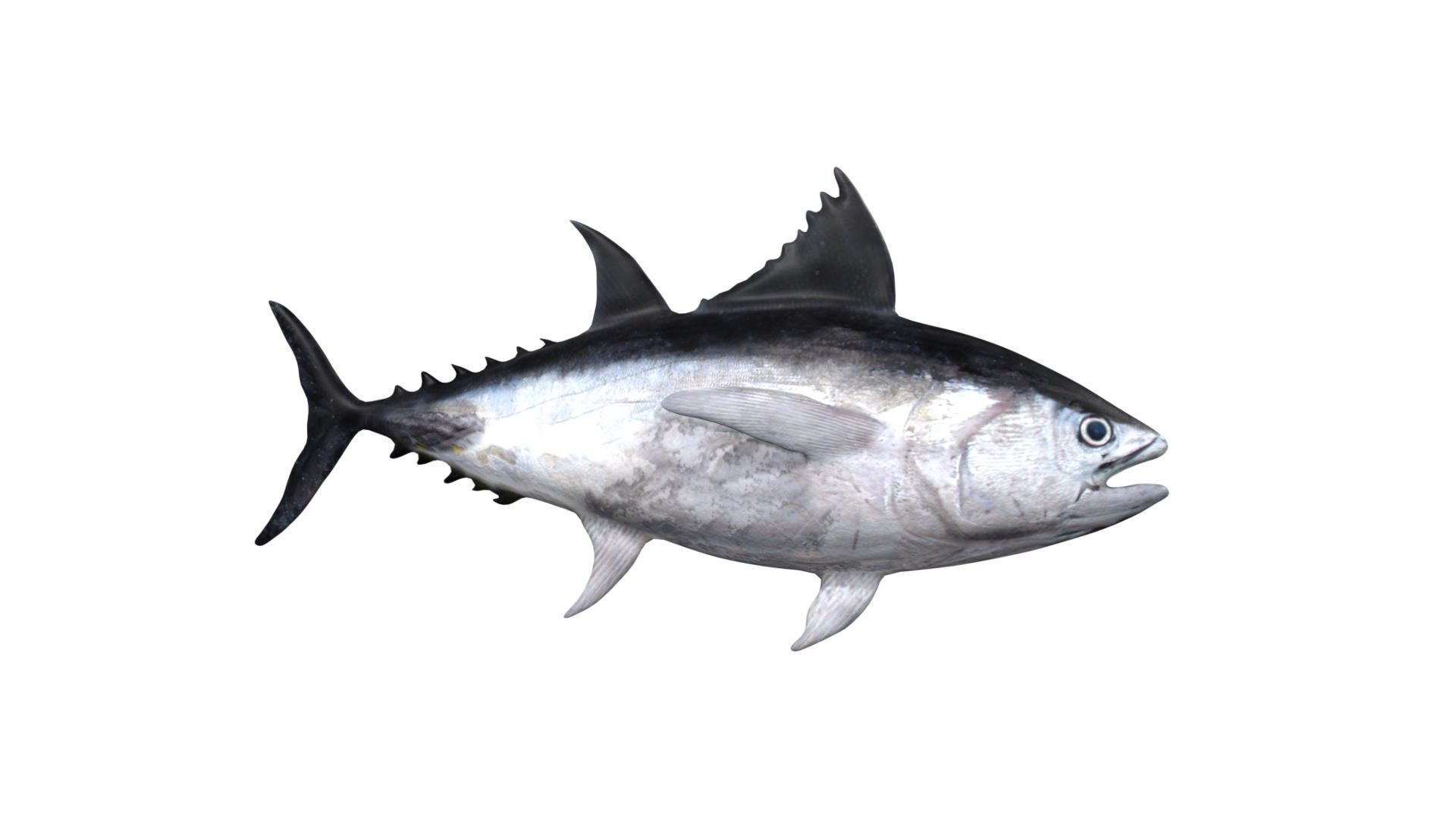 tuna fish Low-poly 3D model_3
