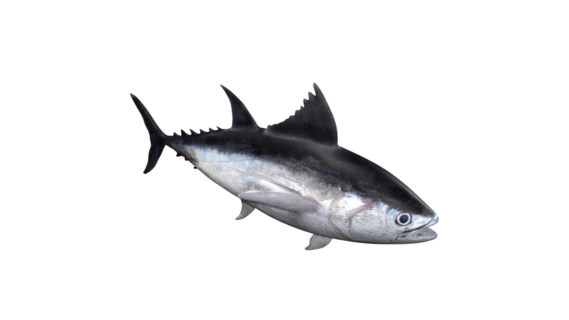 tuna fish Low-poly 3D model_5