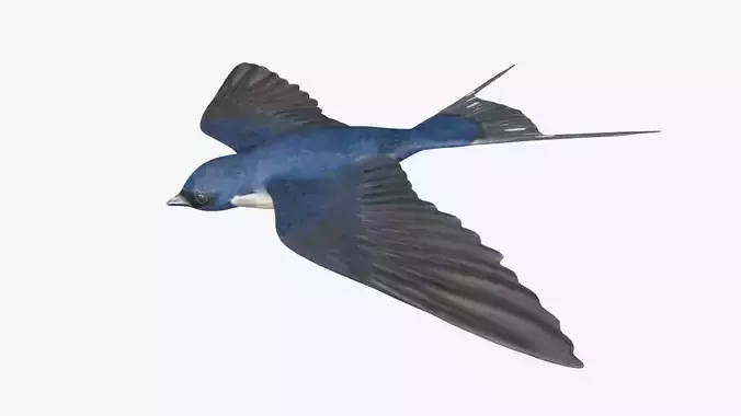 swallow