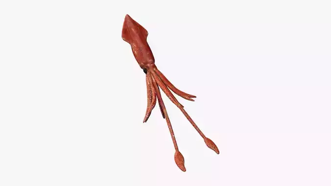 squid transparent Low-poly 3D model