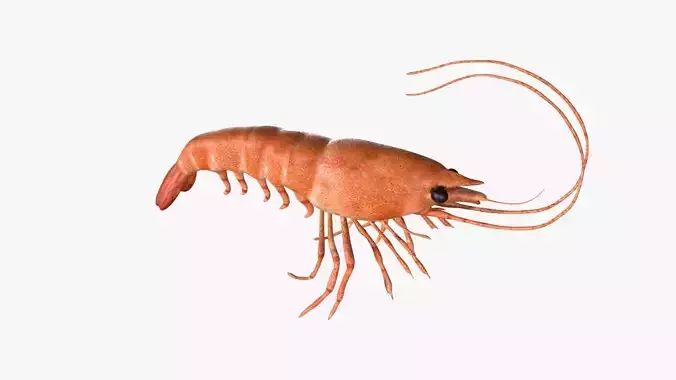 shrimp